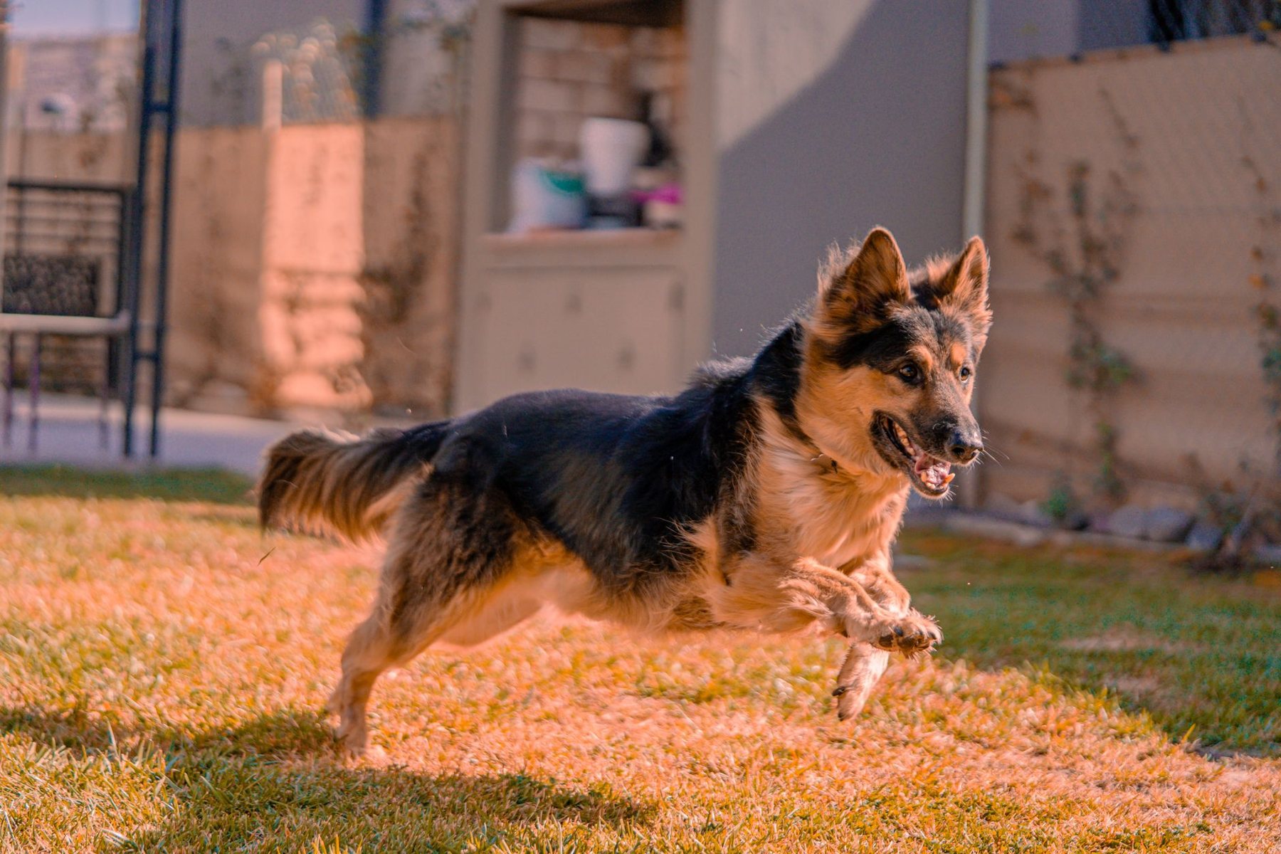 Pet-Friendly Turf in Peoria AZ