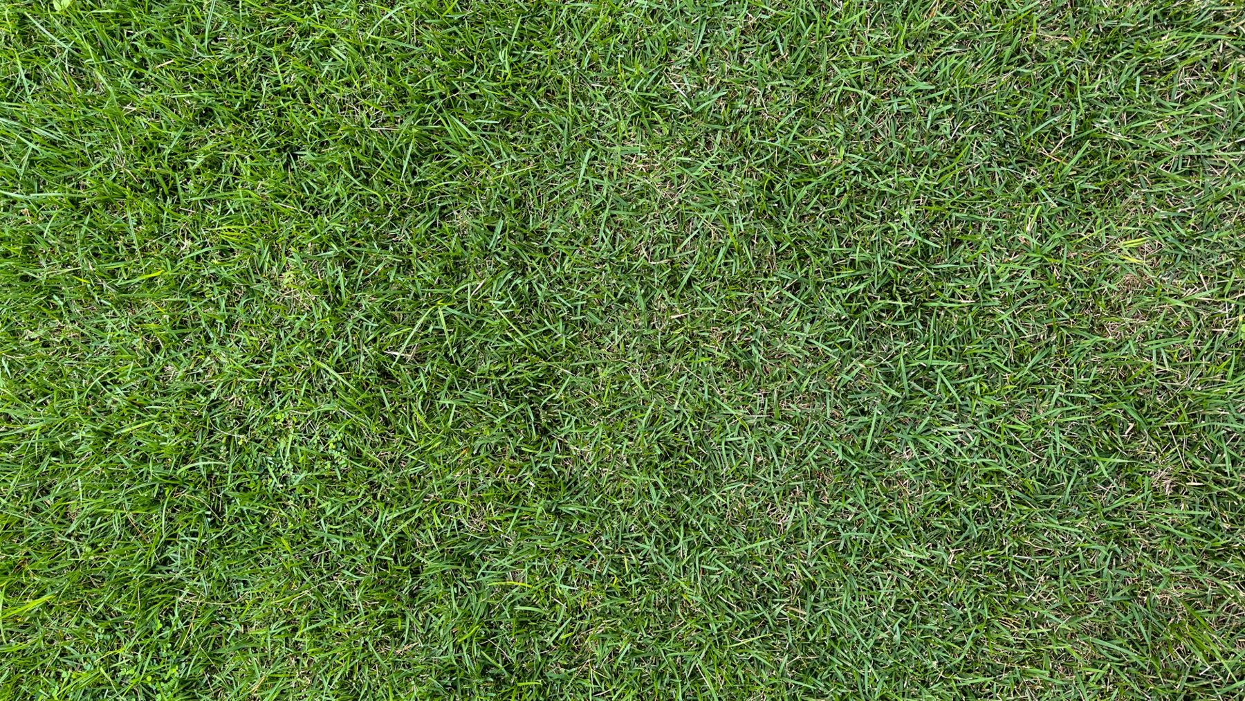 Turf Repair & Refresh in Peoria AZ