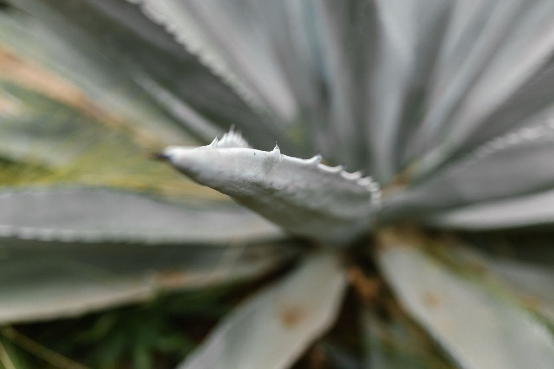 Desert xeriscape design in Peoria, AZ